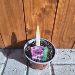 Okrasný cesnak (Allium) ´OSTARA´, kont. C1L